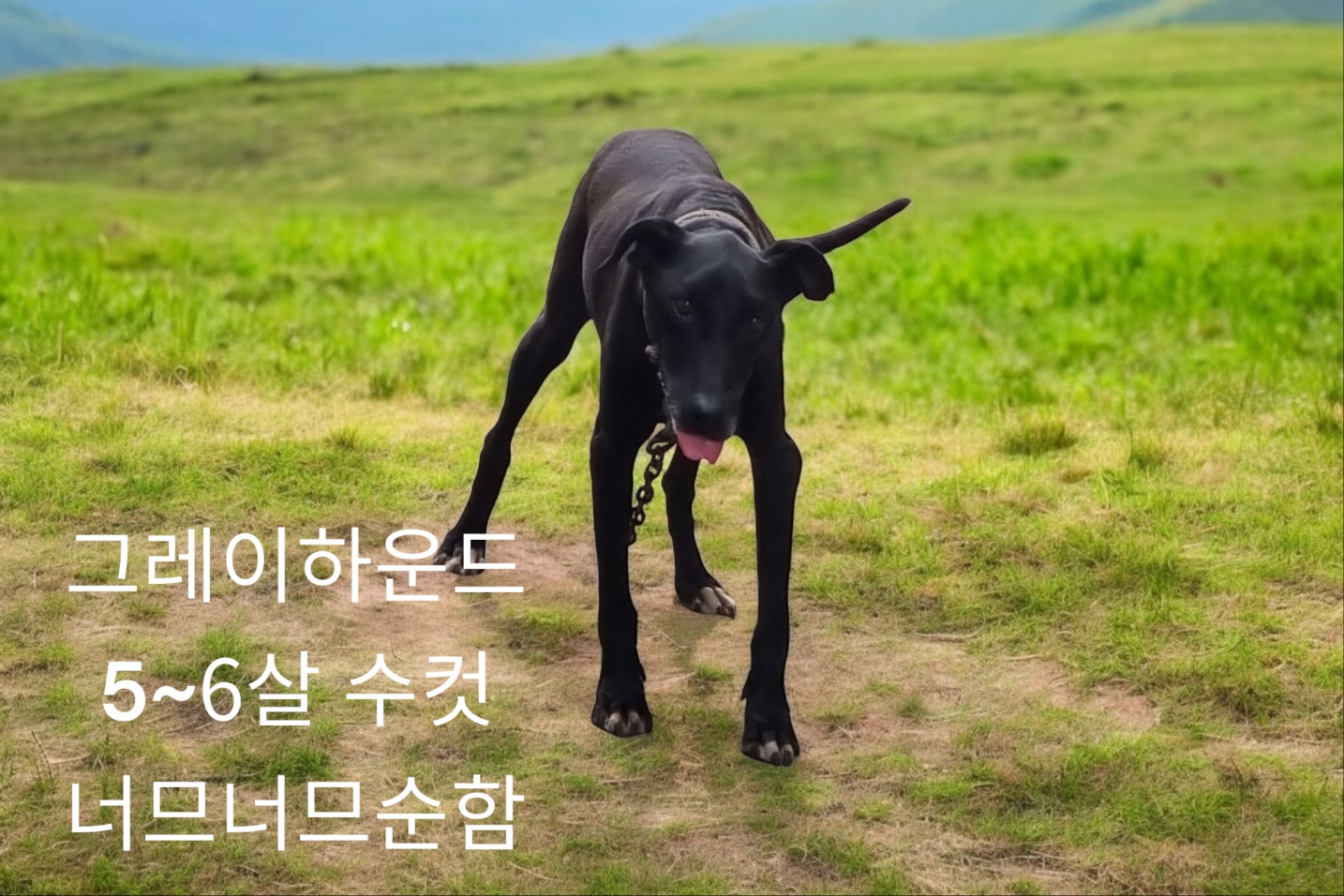 그레이 하운드 이미지 파일 입니다.