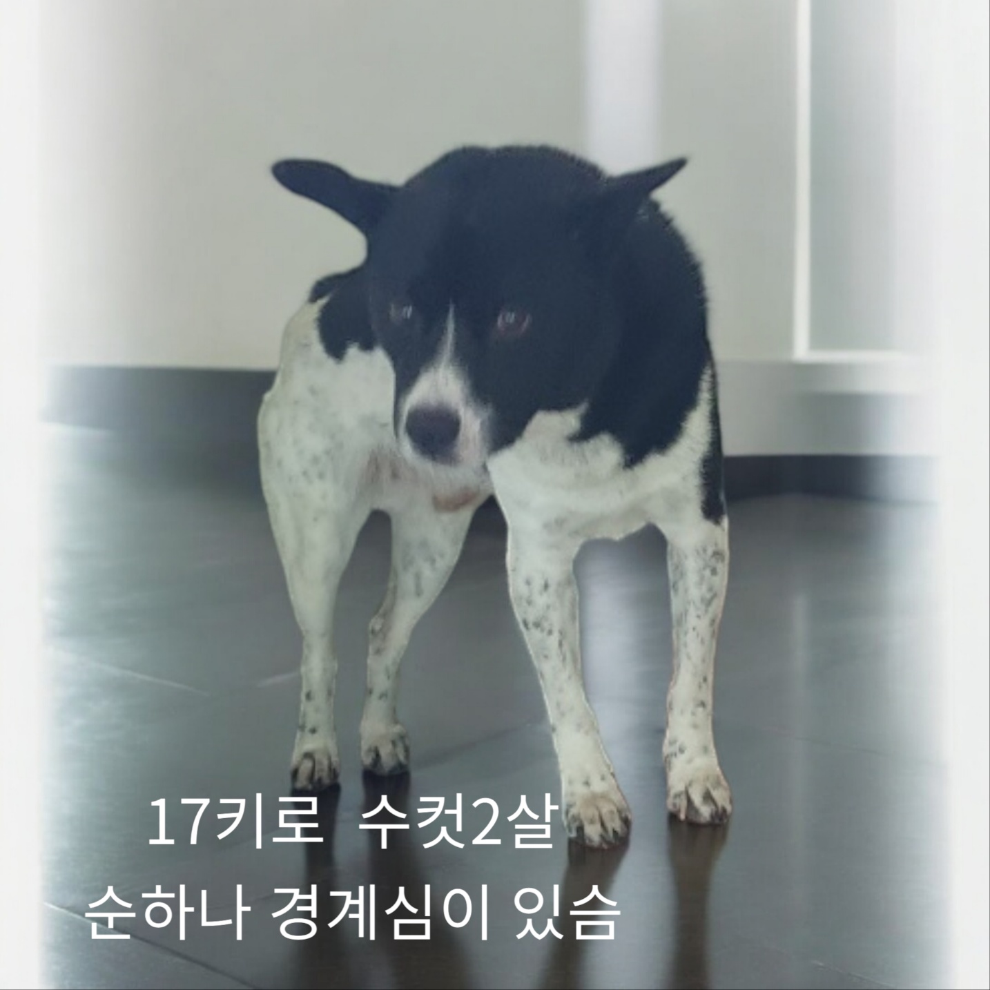믹스견 이미지 파일 입니다.