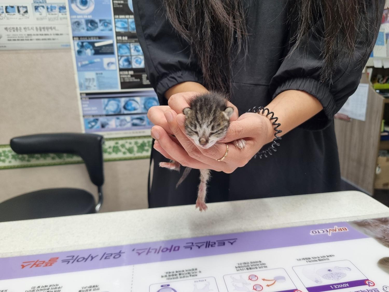 한국 고양이 이미지 파일 입니다.