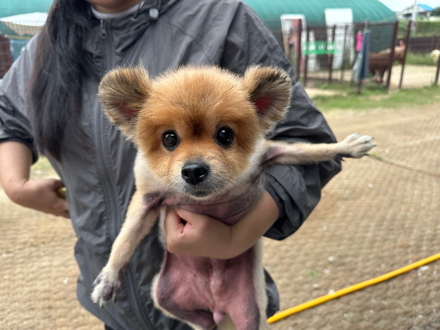 포메라니안 이미지 파일 입니다.