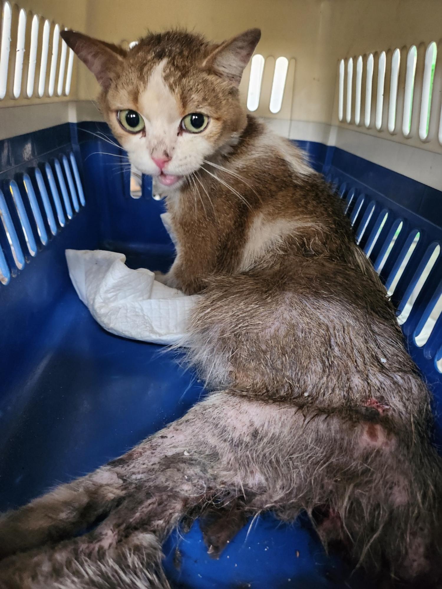 믹스묘 이미지 파일 입니다.