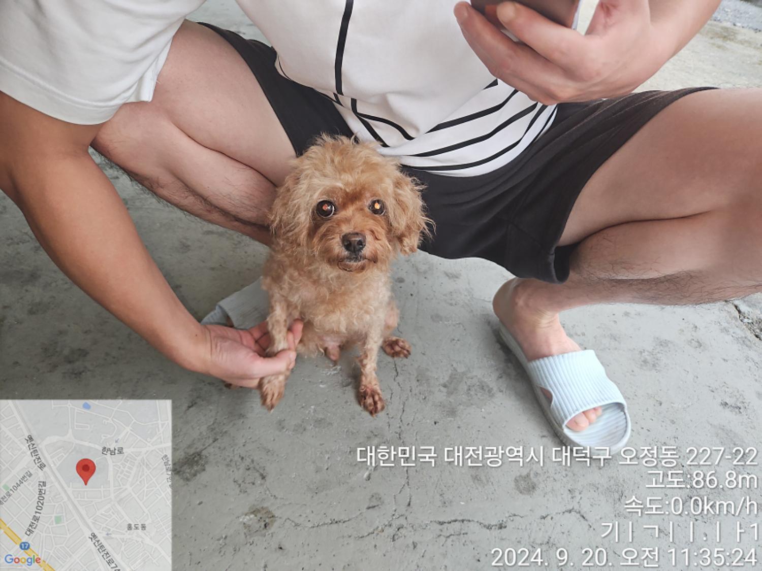 푸들 이미지 파일 입니다.