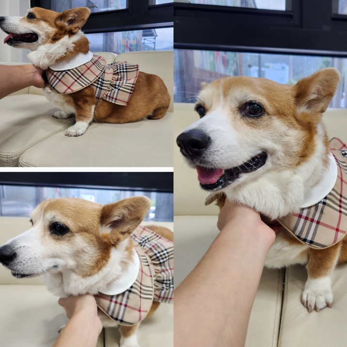 웰시 코기 카디건 이미지 파일 입니다.