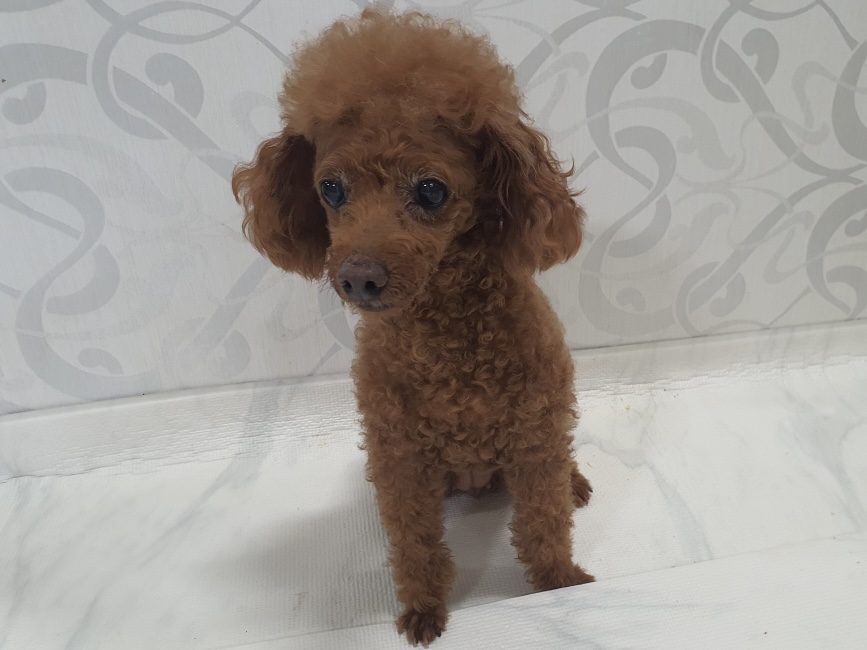 푸들 이미지 파일 입니다.