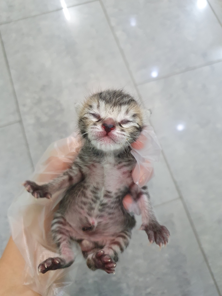 한국 고양이 이미지 파일 입니다.