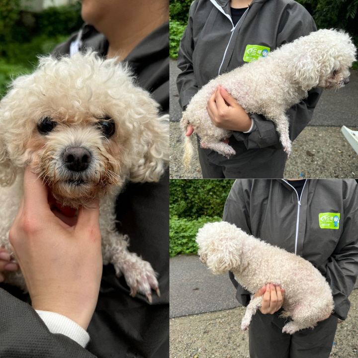 비숑 프리제 이미지 파일 입니다.