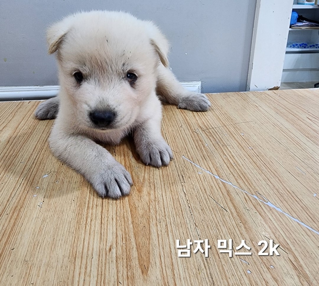 믹스견 이미지 파일 입니다.