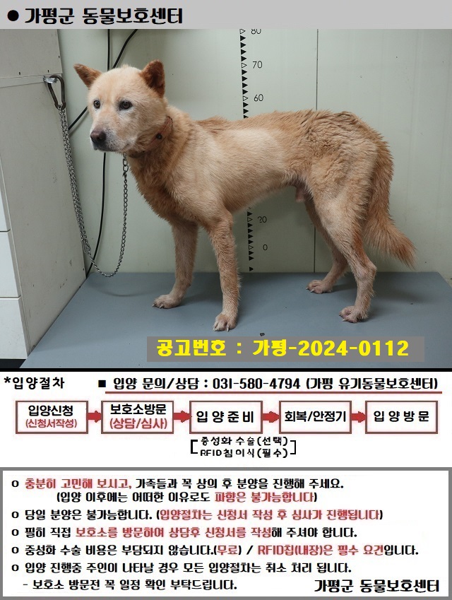 믹스견 이미지 파일 입니다.