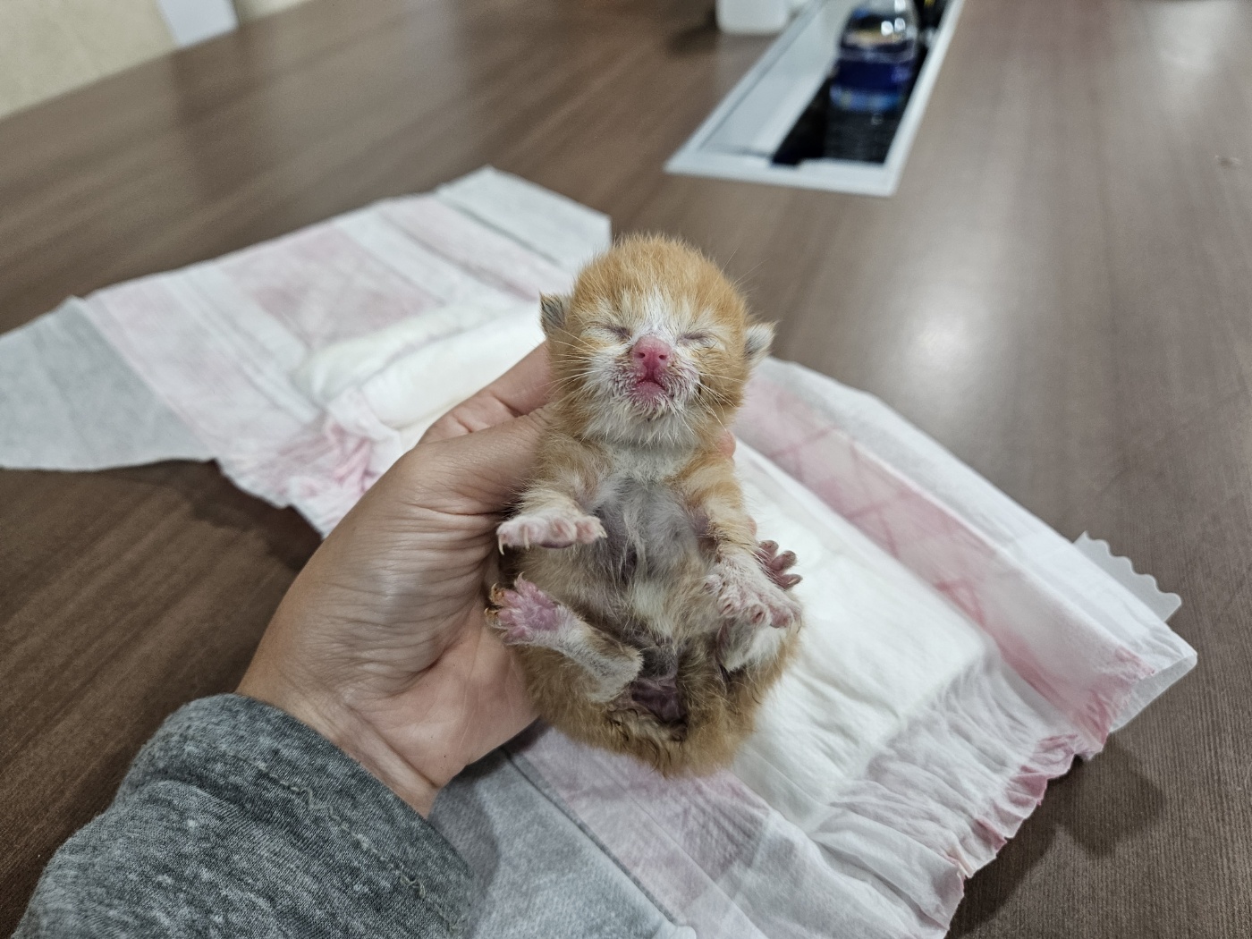 한국 고양이 이미지 파일 입니다.