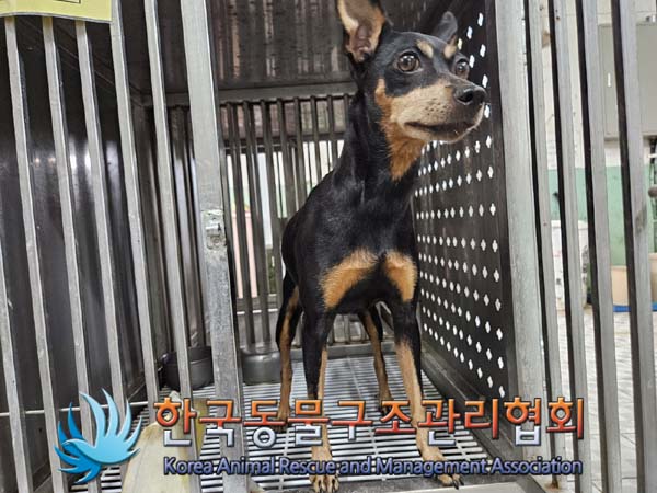 미니어쳐 핀셔 이미지 파일 입니다.