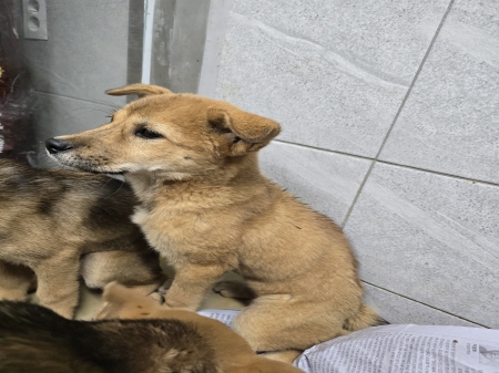 믹스견 이미지 파일 입니다.