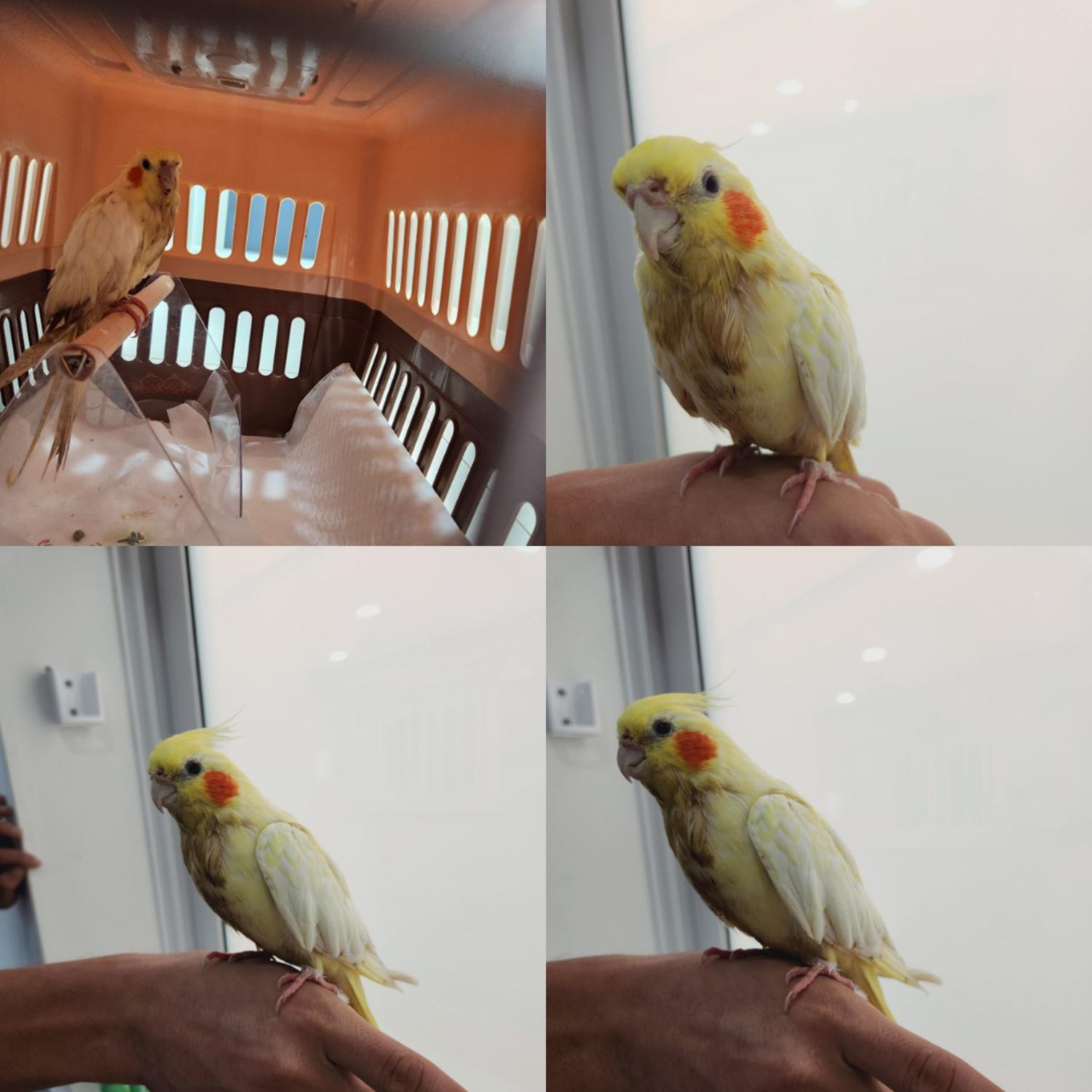 [기타축종] 왕관앵무 이미지 파일 입니다.
