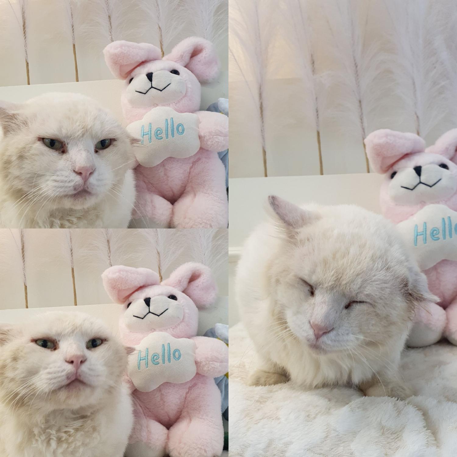 페르시안 이미지 파일 입니다.