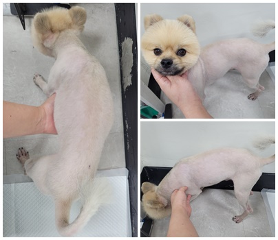 포메라니안 이미지 파일 입니다.