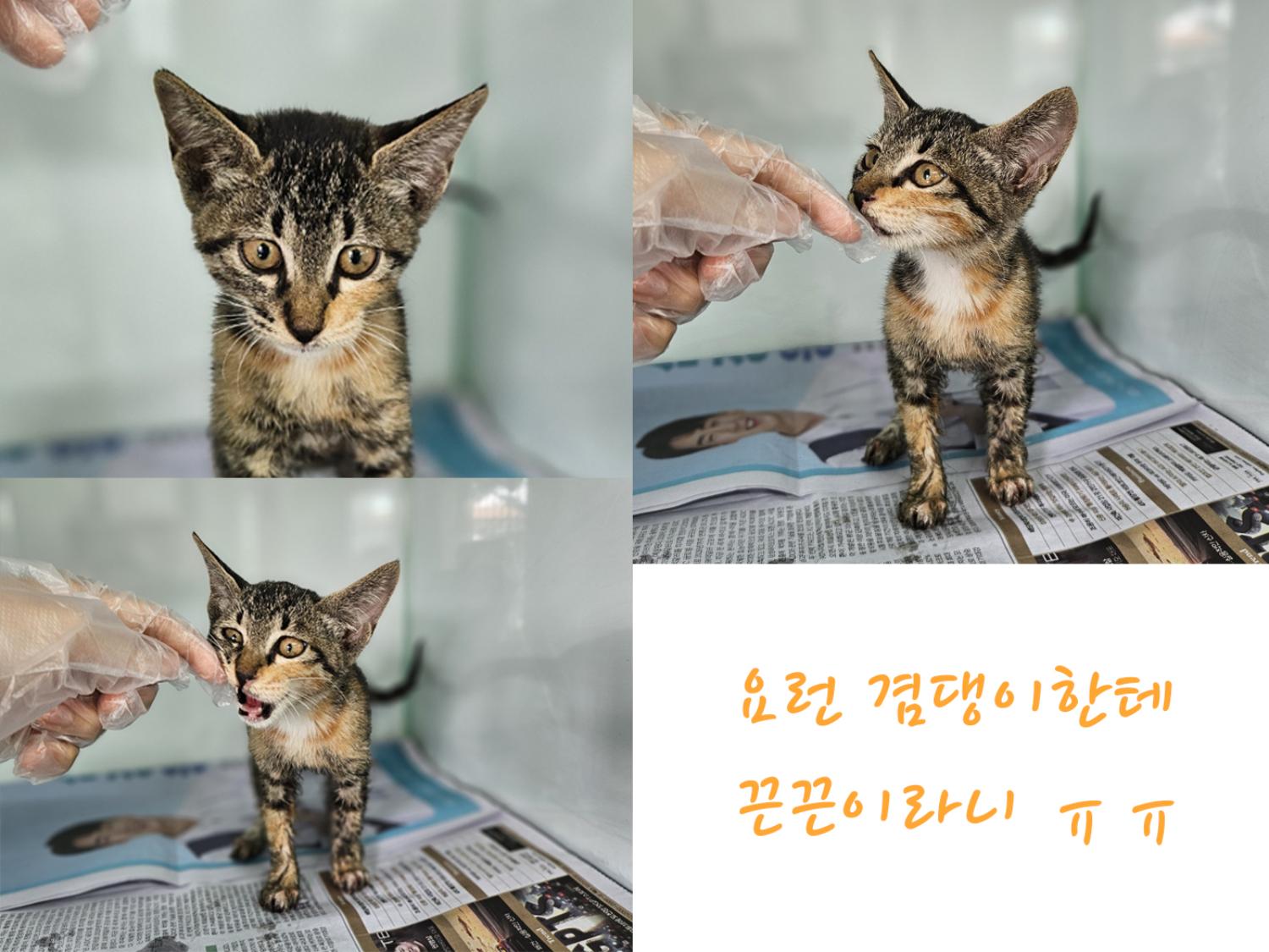 한국 고양이 이미지 파일 입니다.