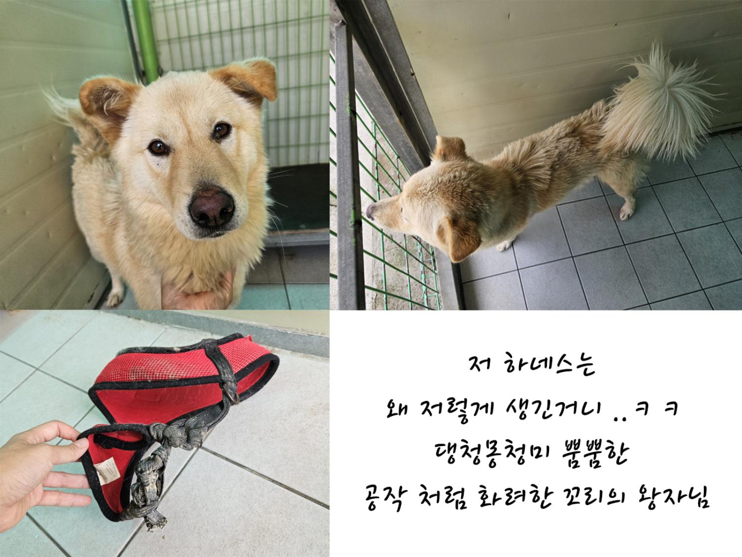 믹스견 이미지 파일 입니다.