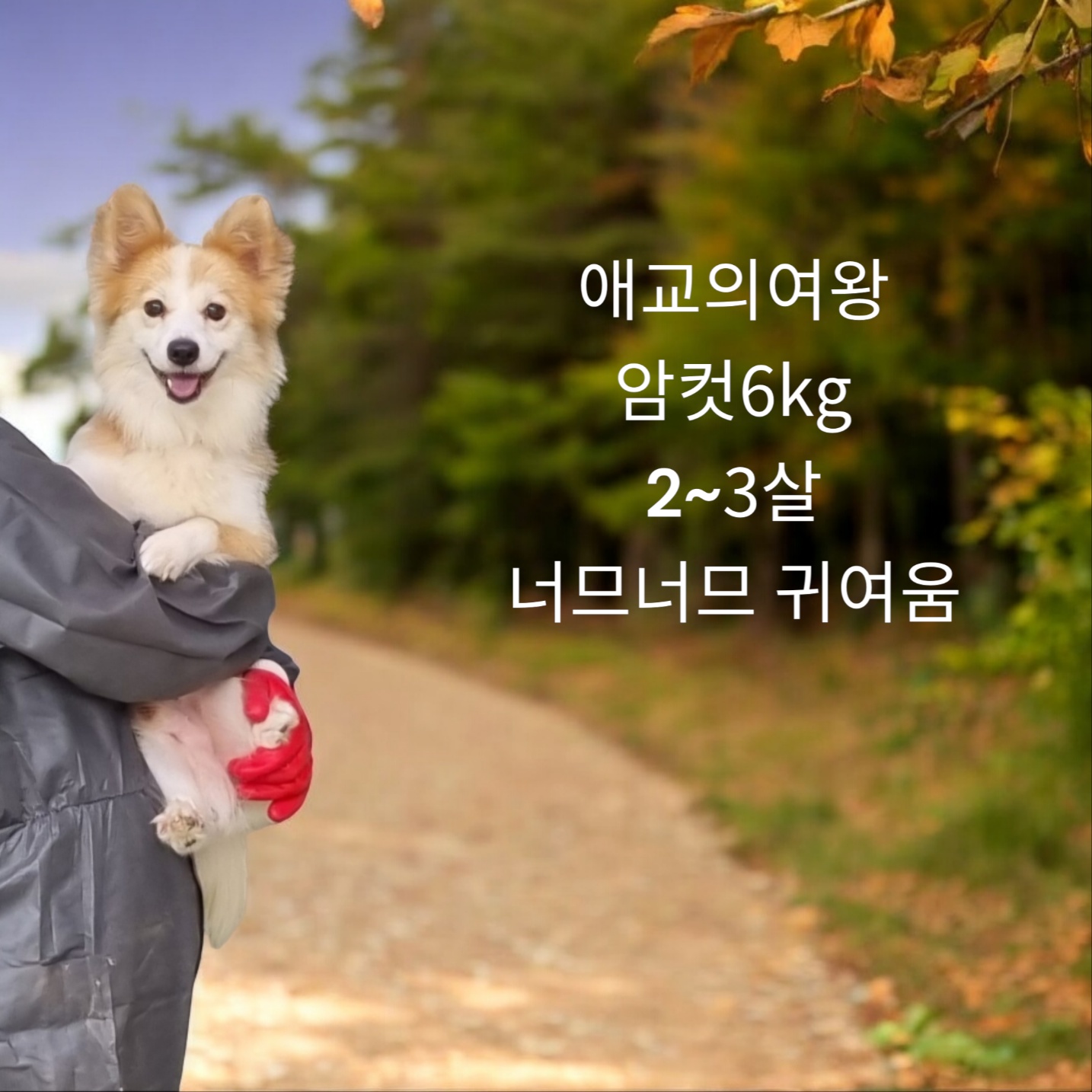 웰시코기 믹스견인듯 이미지 파일 입니다.