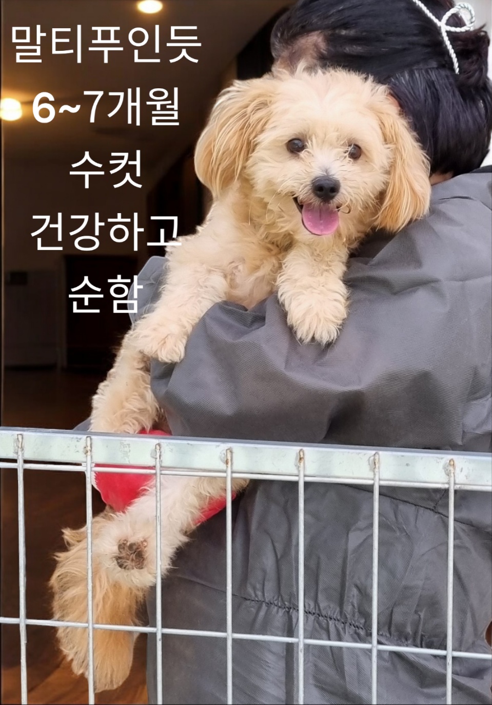 말티푸처럼보임 이미지 파일 입니다.