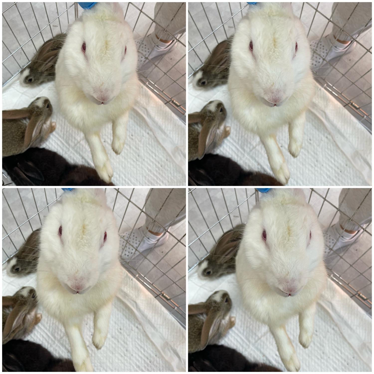 [기타축종] 토끼 이미지 파일 입니다.
