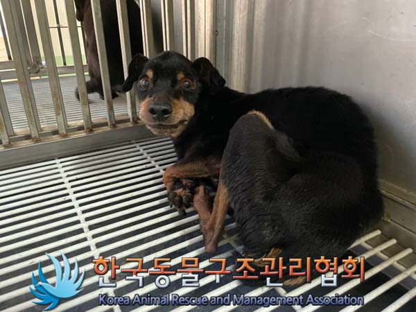 미니어쳐 핀셔 이미지 파일 입니다.