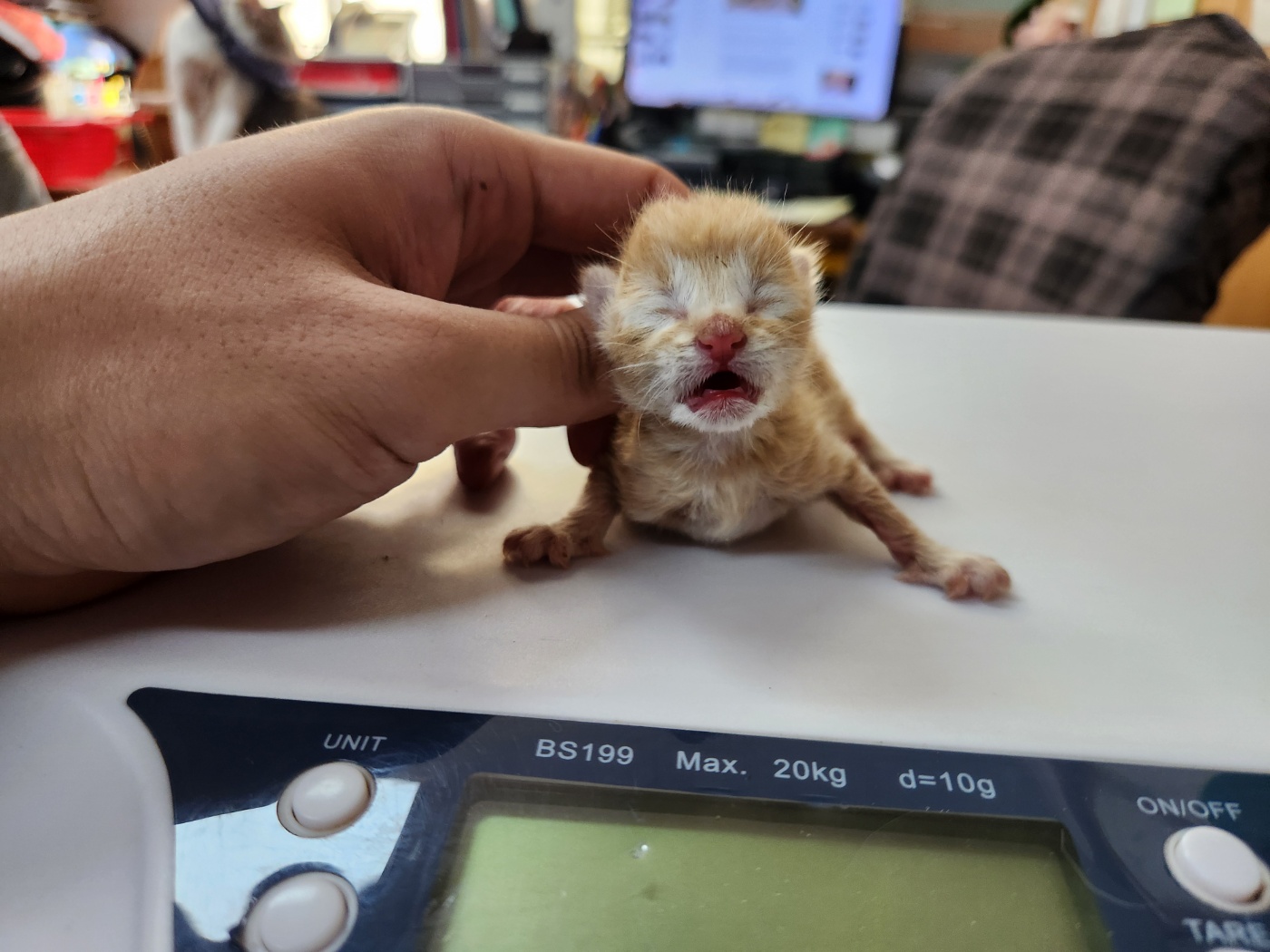 한국 고양이 이미지 파일 입니다.