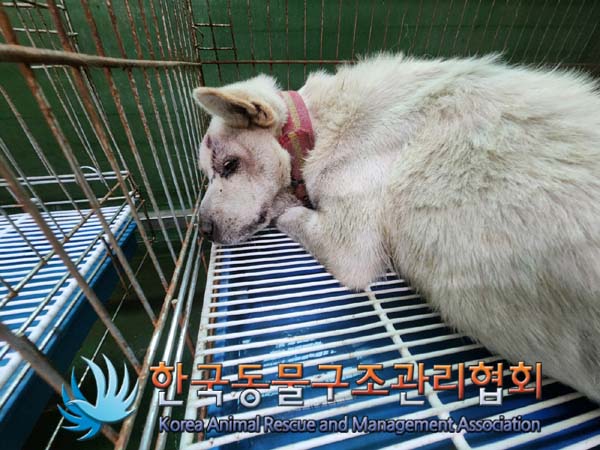 믹스견 이미지 파일 입니다.