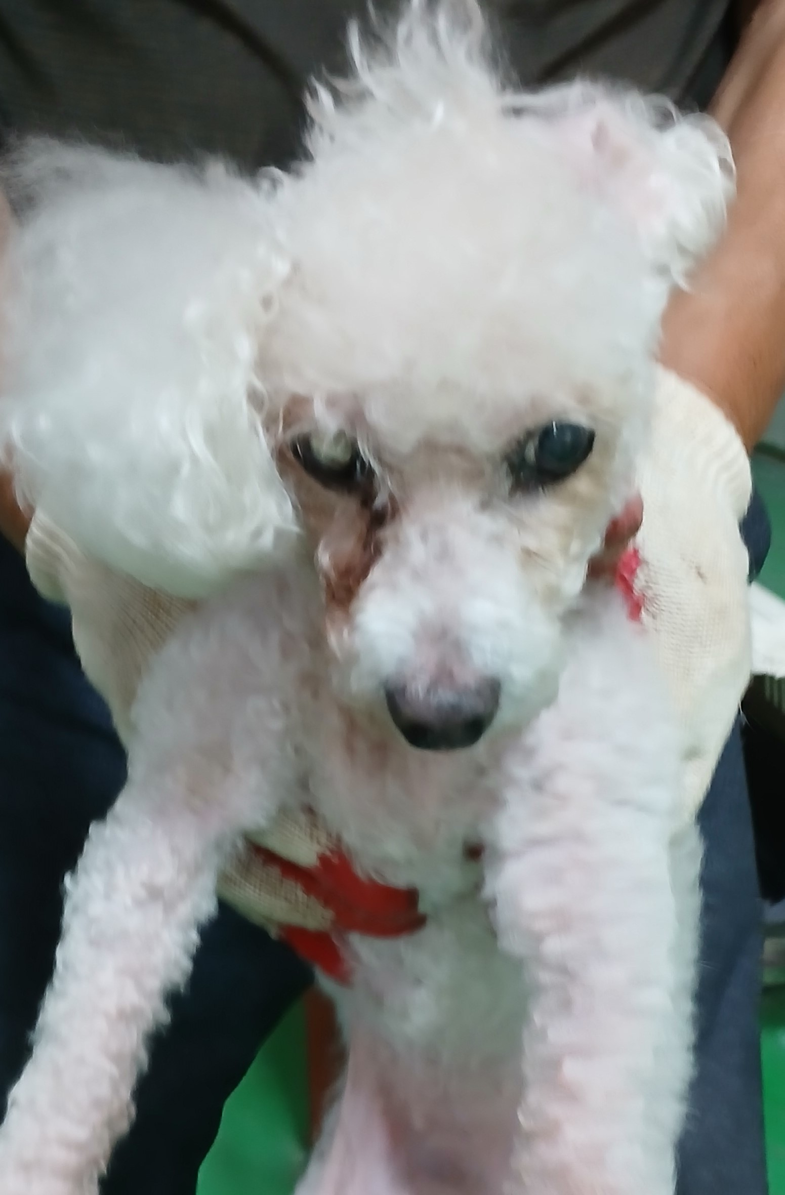 푸들 이미지 파일 입니다.