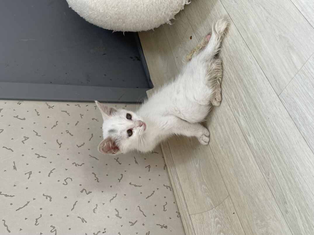 한국 고양이 이미지 파일 입니다.