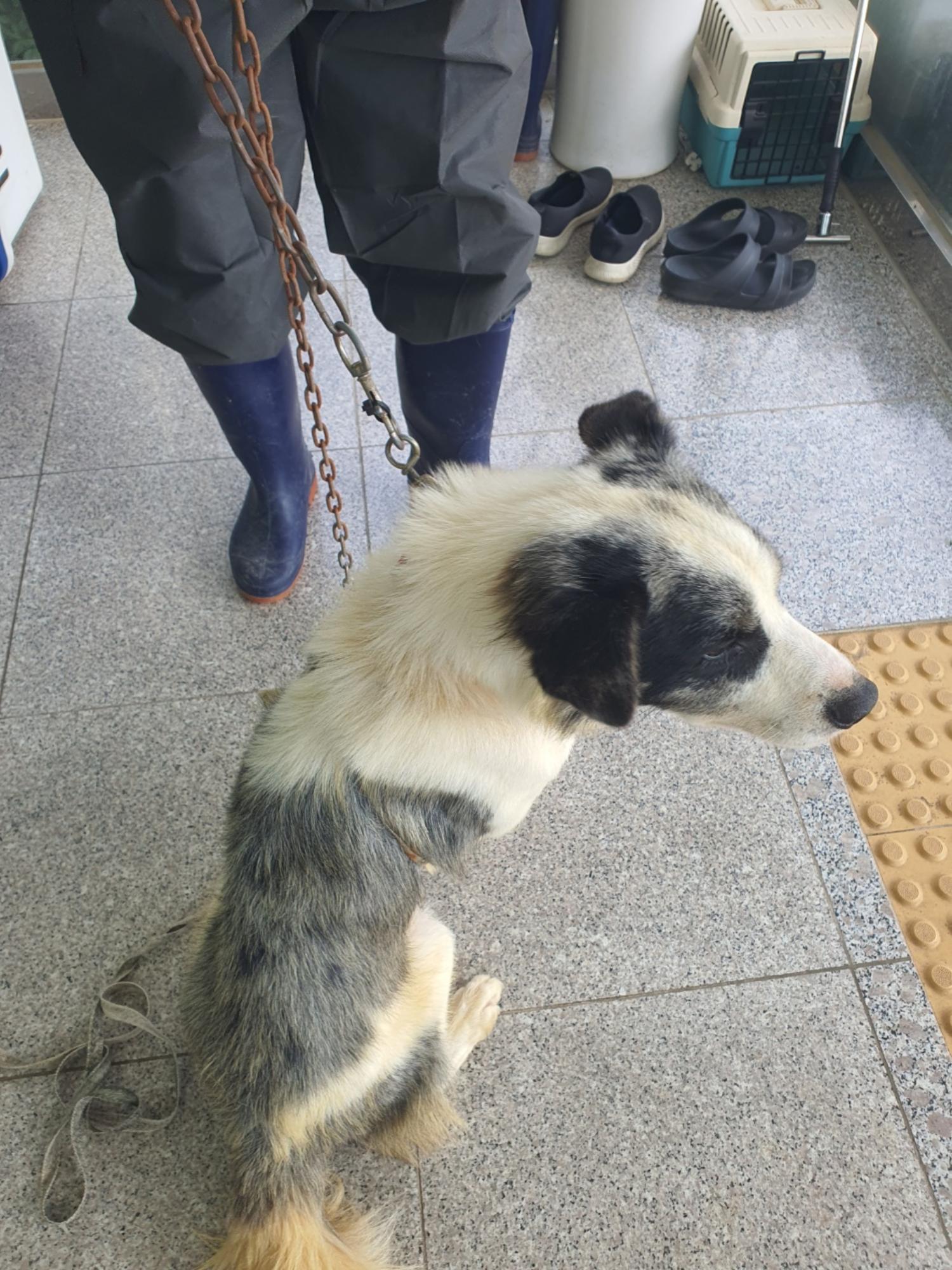 보더 콜리 이미지 파일 입니다.