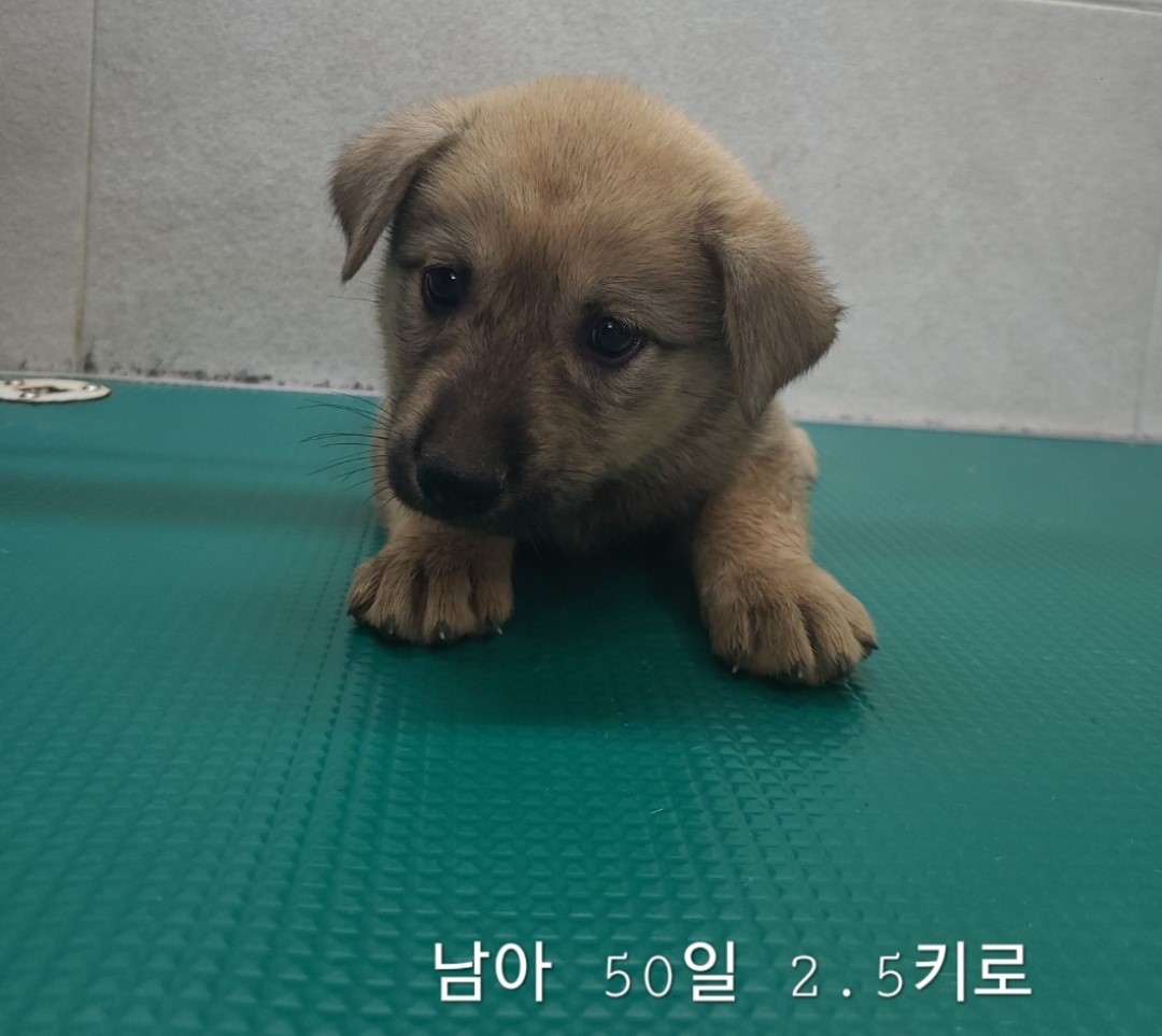 믹스견 이미지 파일 입니다.