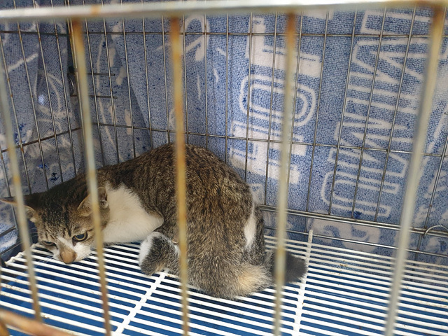 한국 고양이 이미지 파일 입니다.