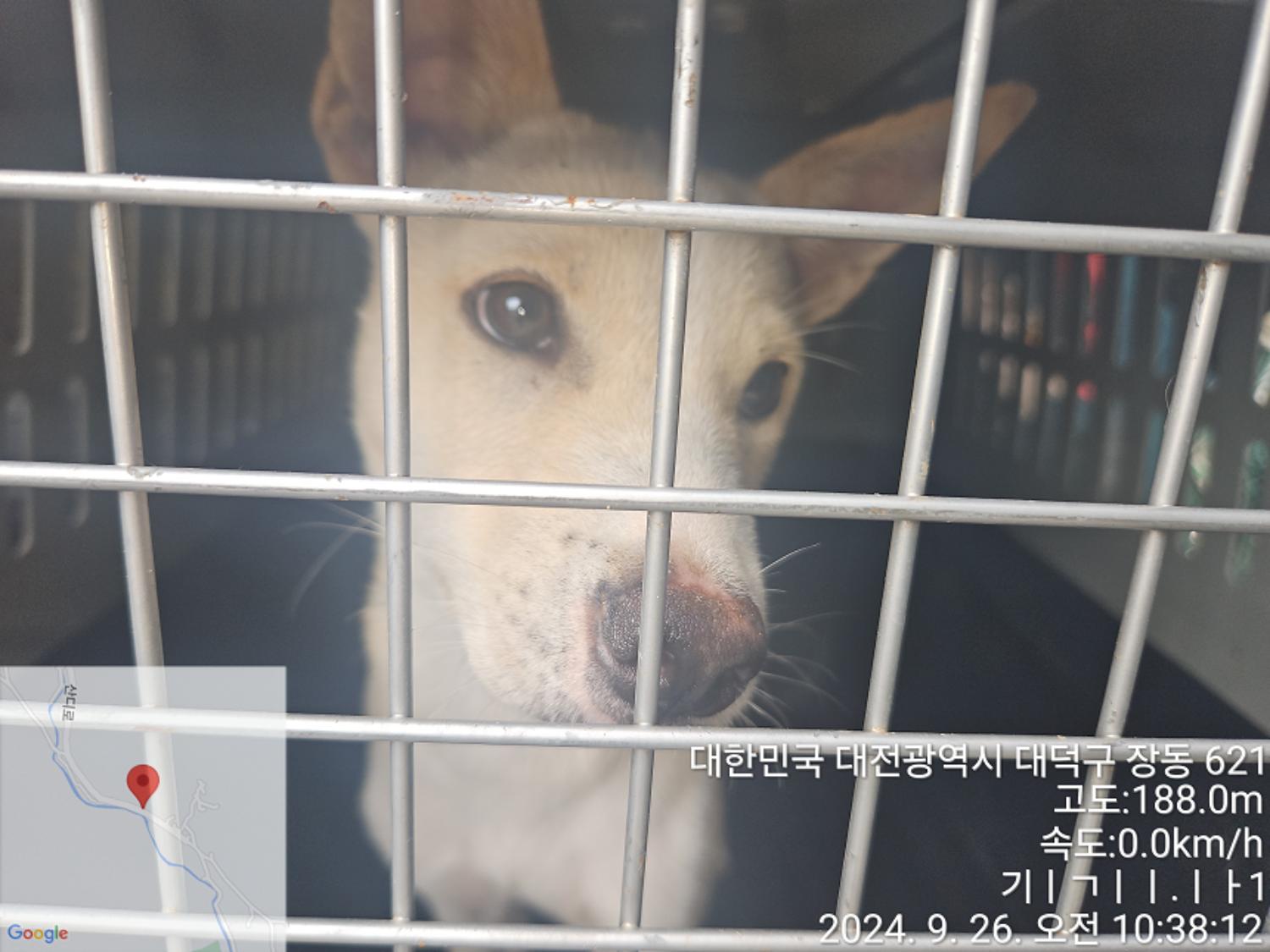 믹스견 이미지 파일 입니다.