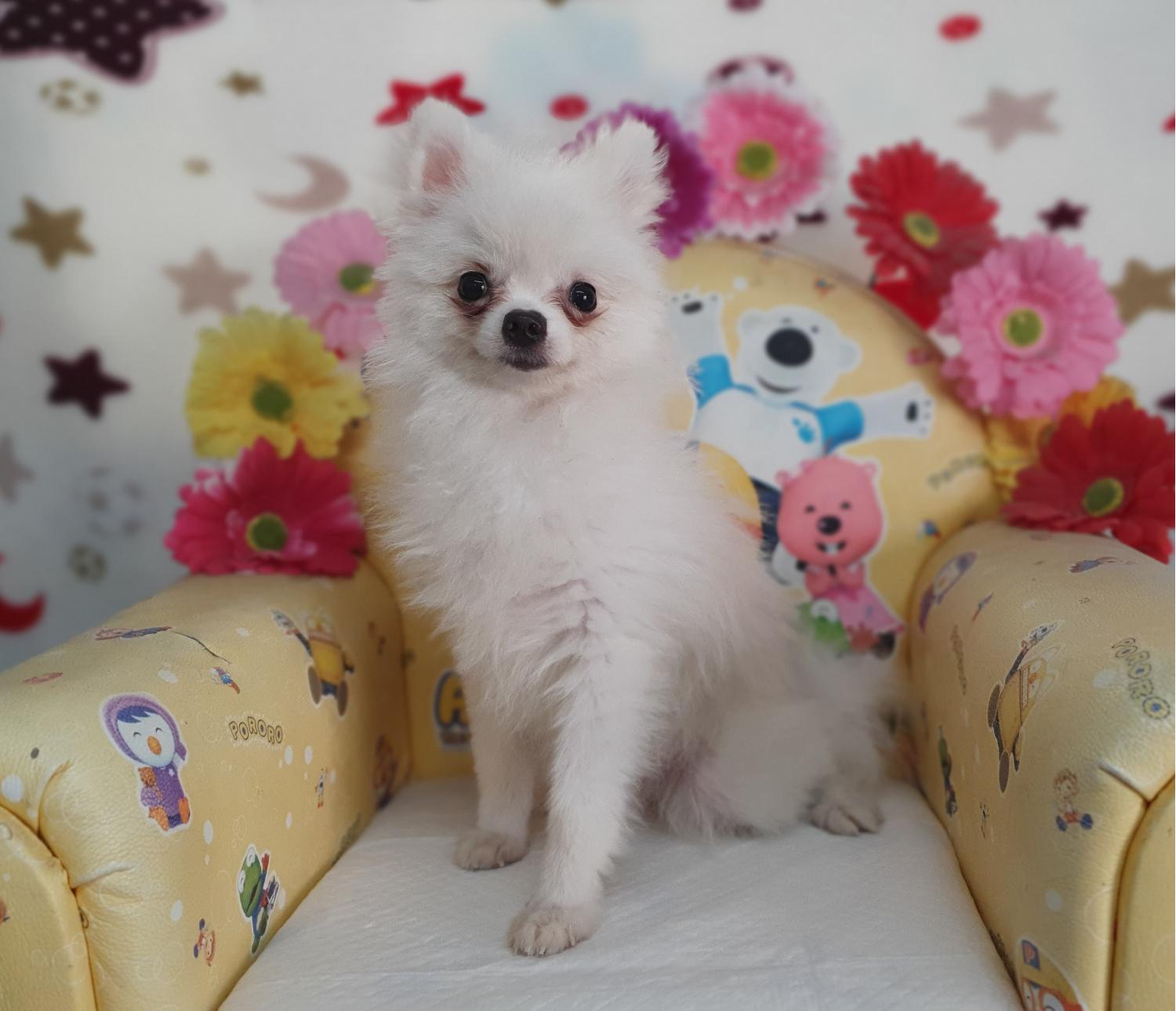 포메라니안 이미지 파일 입니다.