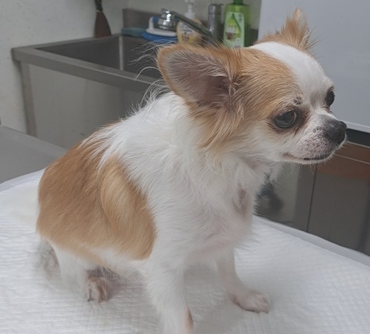 치와와 이미지 파일 입니다.