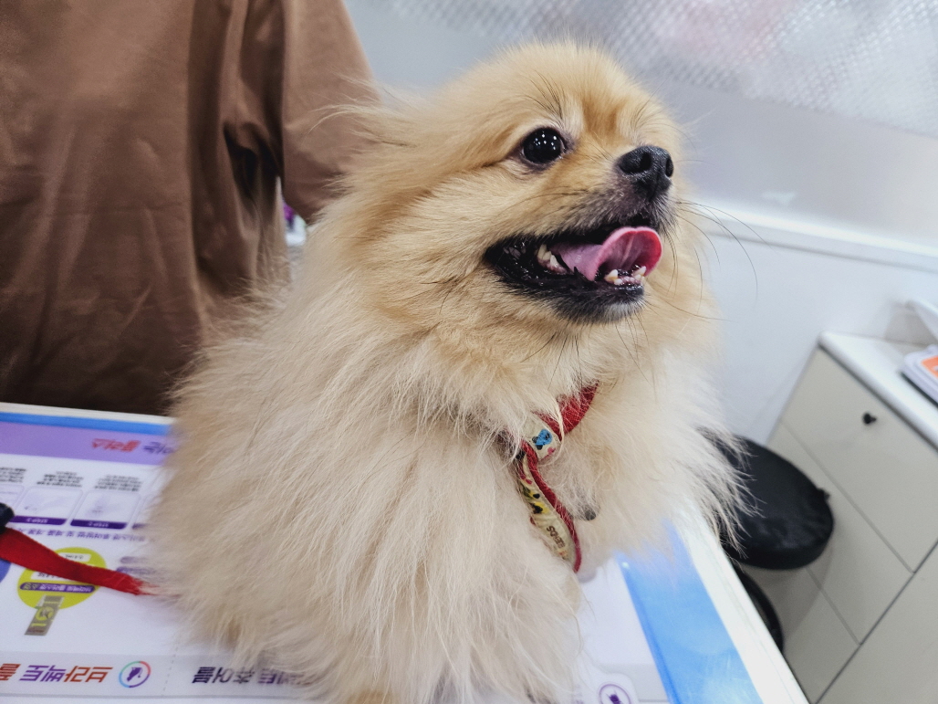 포메라니안 이미지 파일 입니다.
