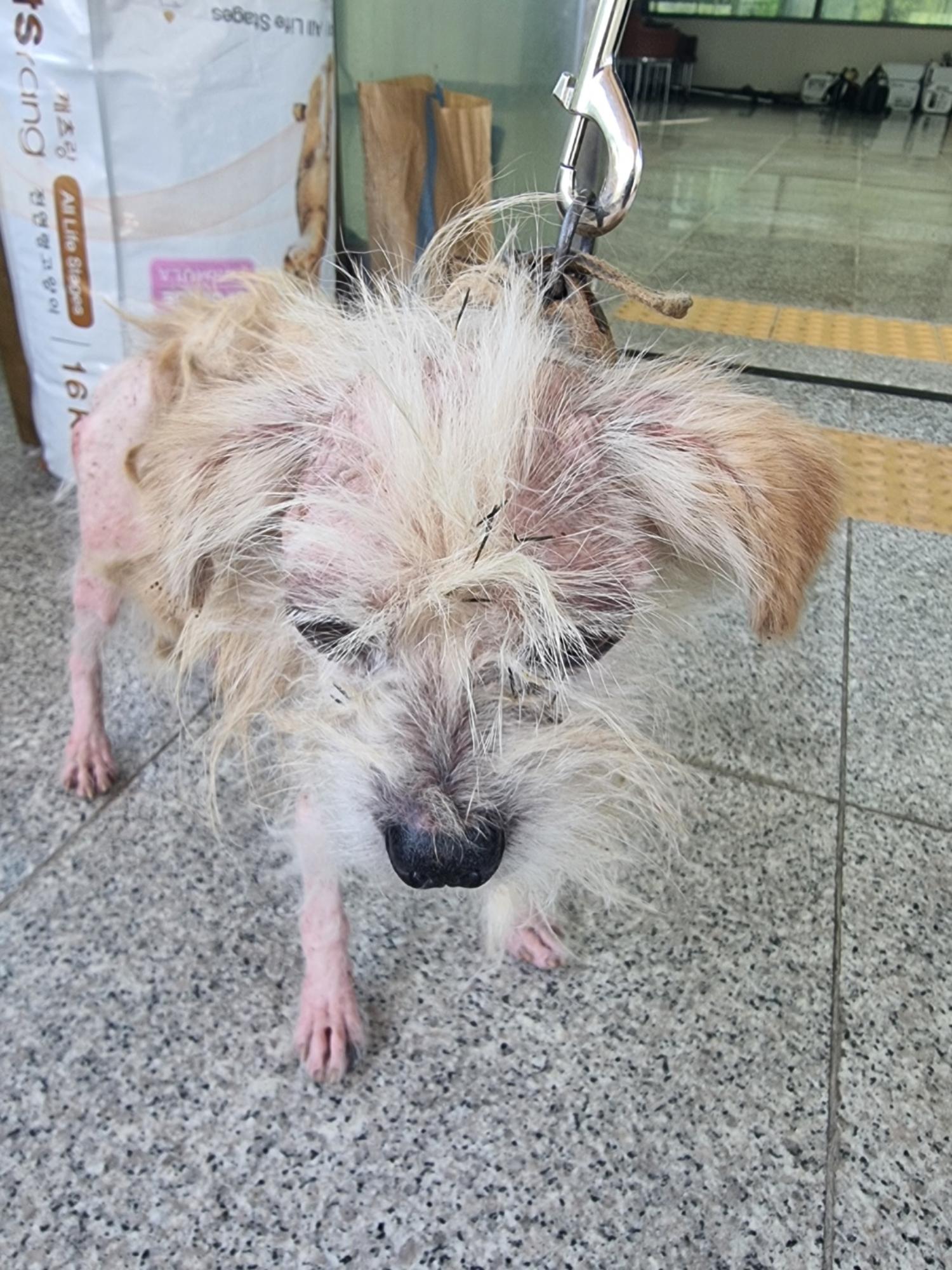 말티즈 이미지 파일 입니다.