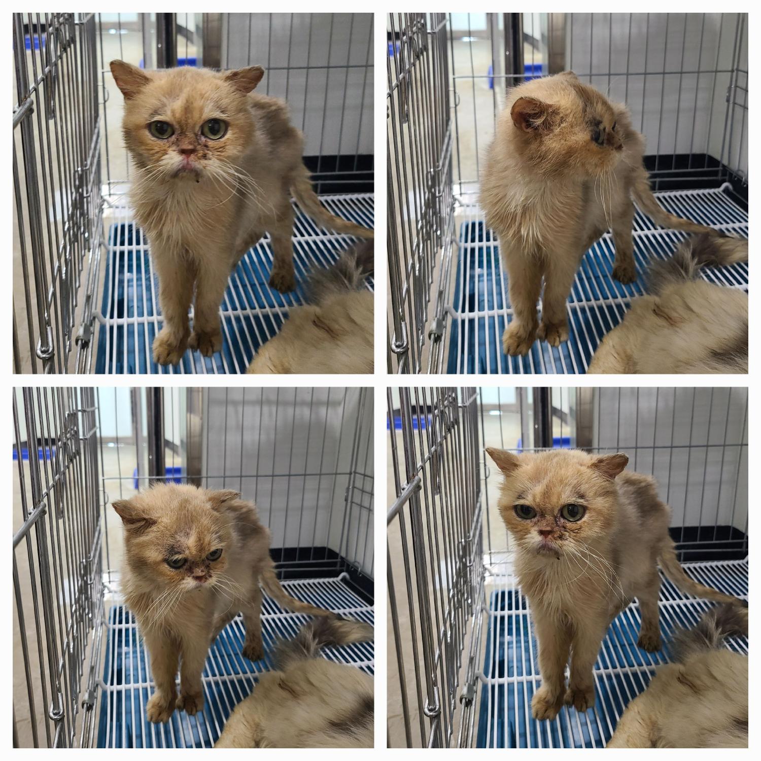 먼치킨 이미지 파일 입니다.