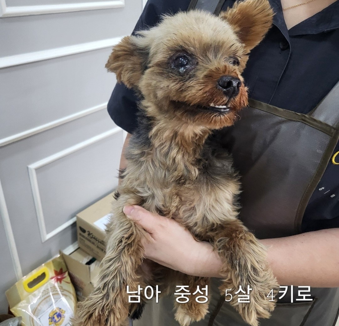 요크셔 테리어 이미지 파일 입니다.