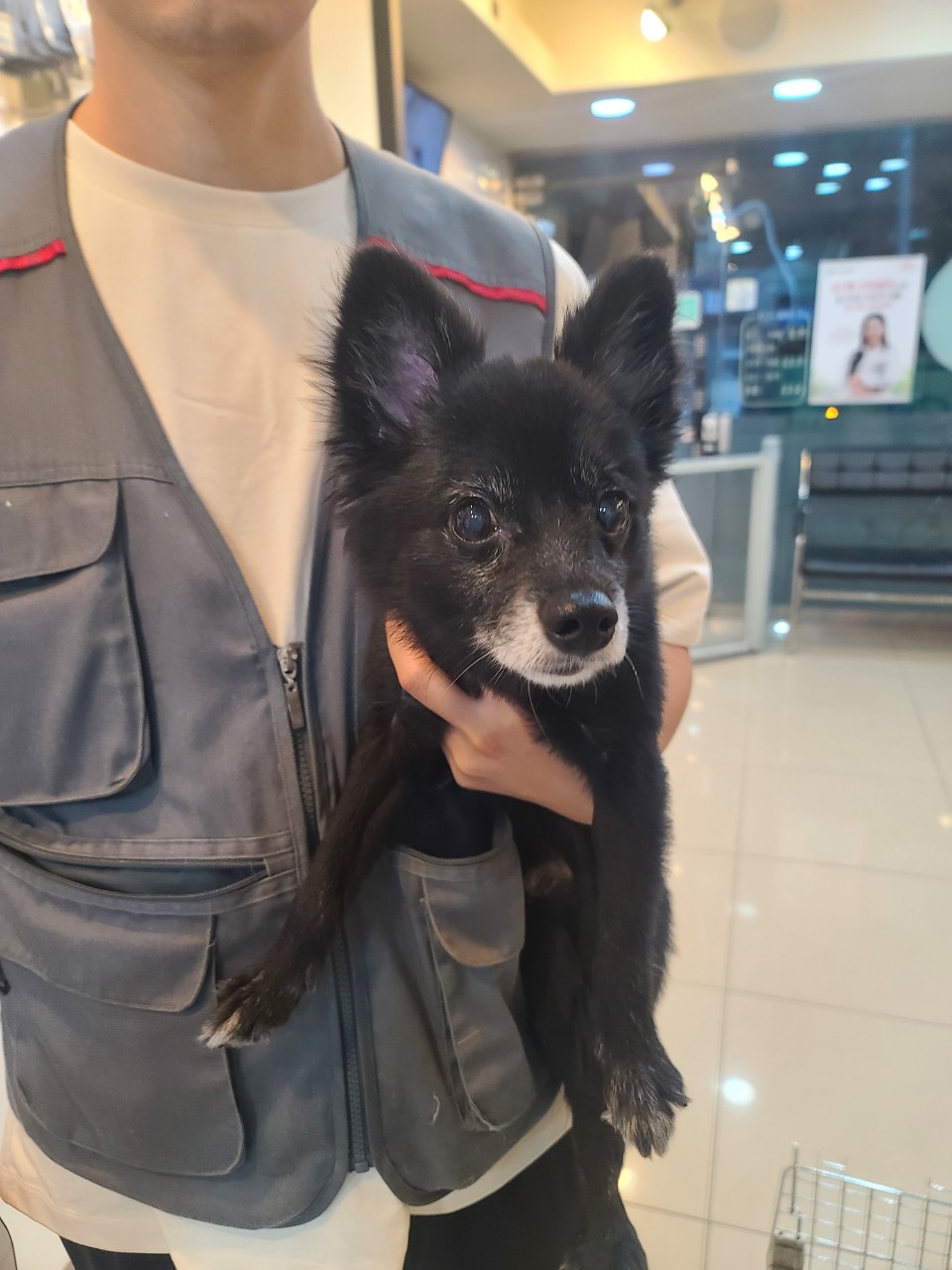 믹스견 이미지 파일 입니다.