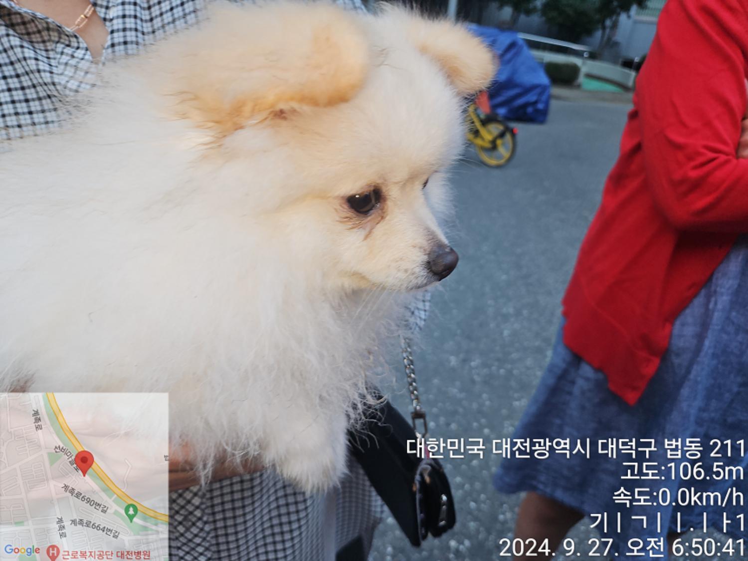 믹스견 이미지 파일 입니다.