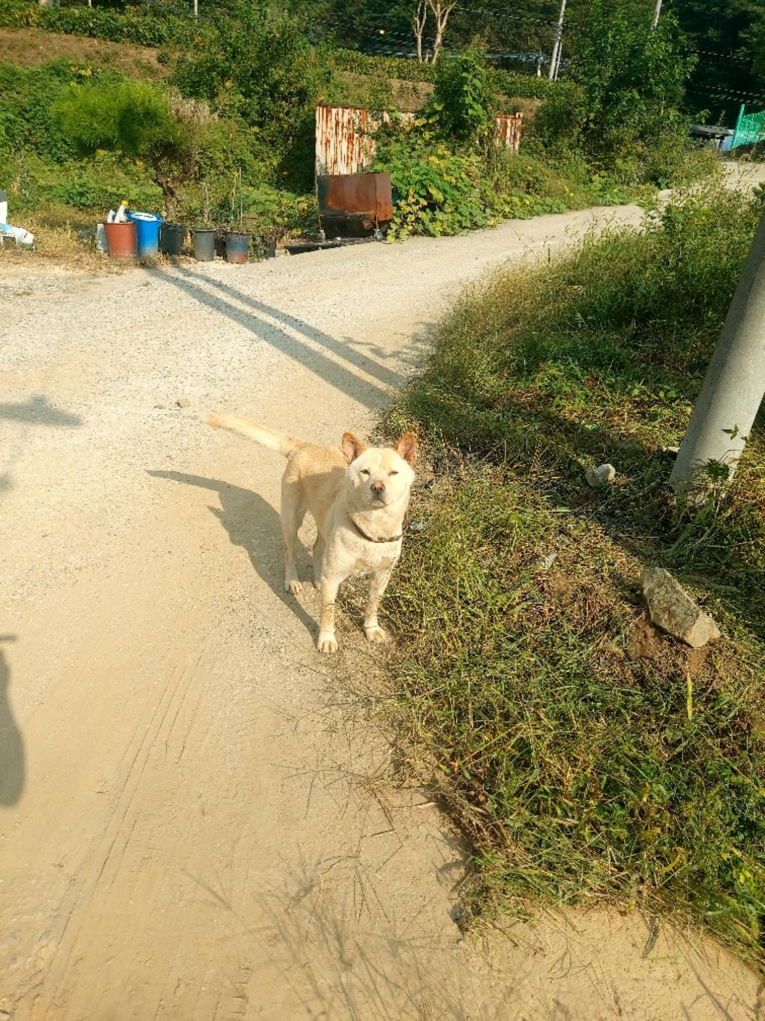 진도견 이미지 파일 입니다.