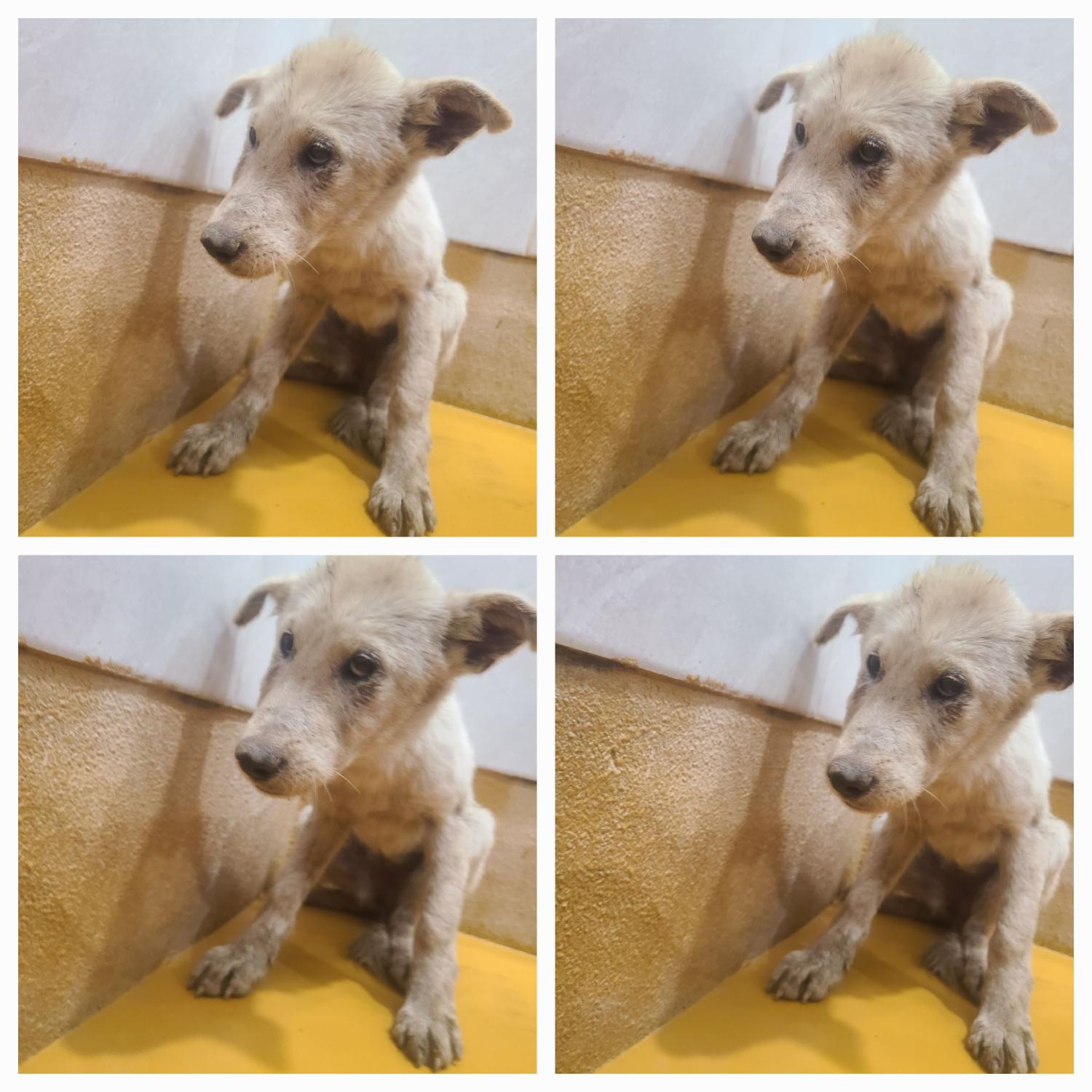 믹스견 이미지 파일 입니다.