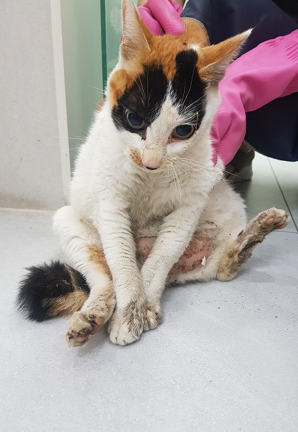 한국 고양이 이미지 파일 입니다.