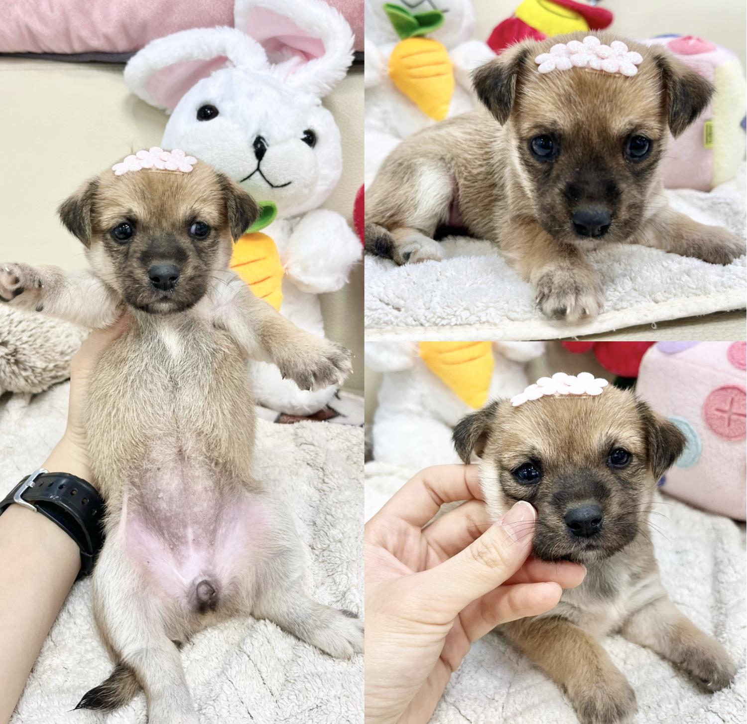 믹스견 이미지 파일 입니다.