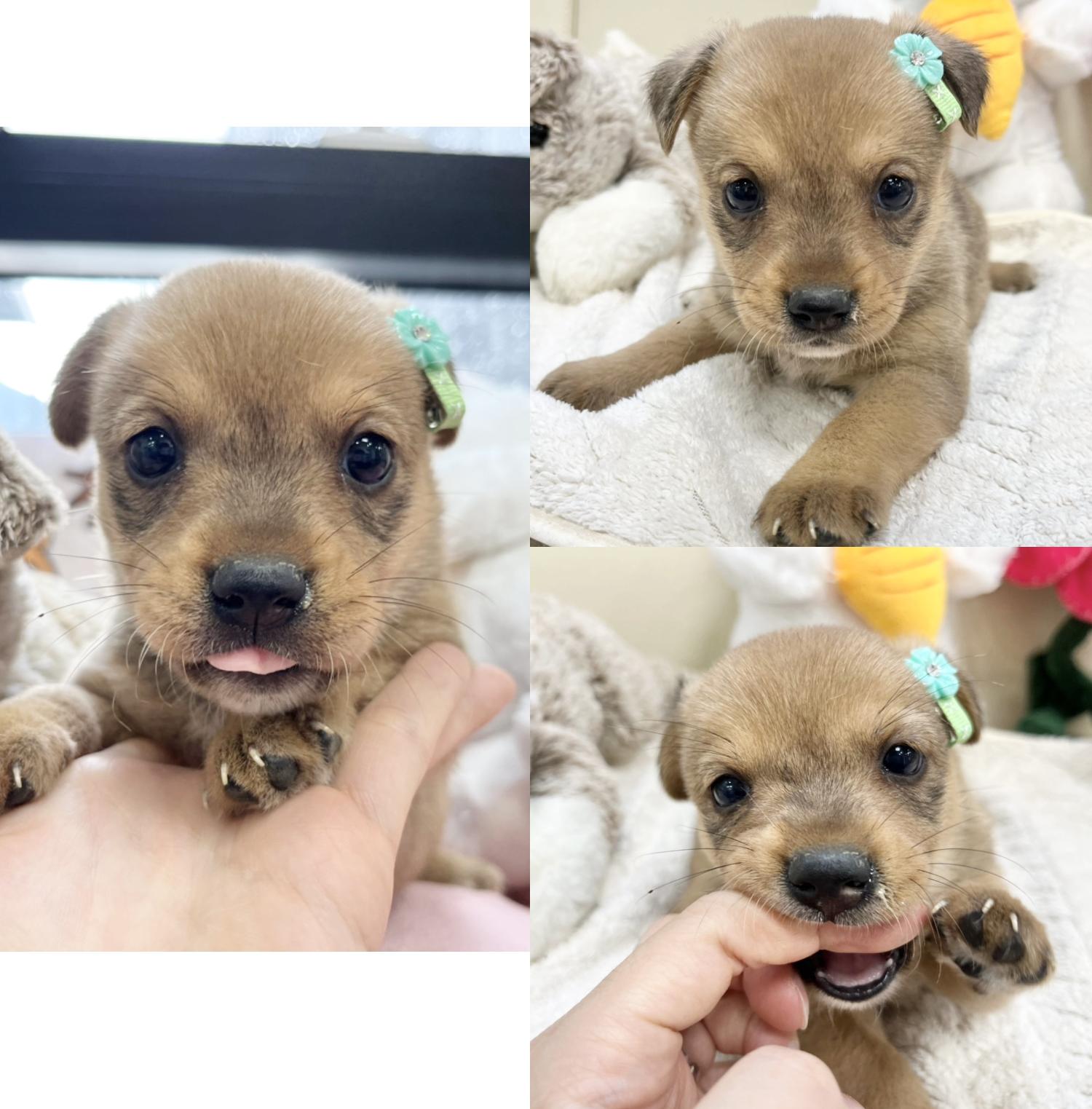 믹스견 이미지 파일 입니다.