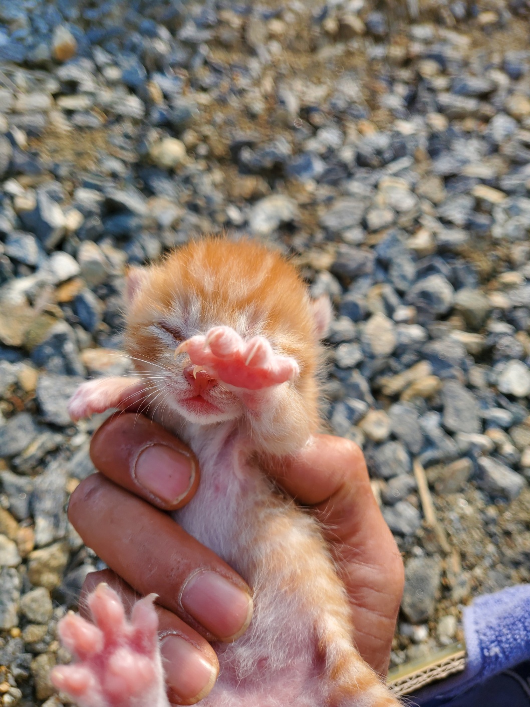 한국 고양이 이미지 파일 입니다.