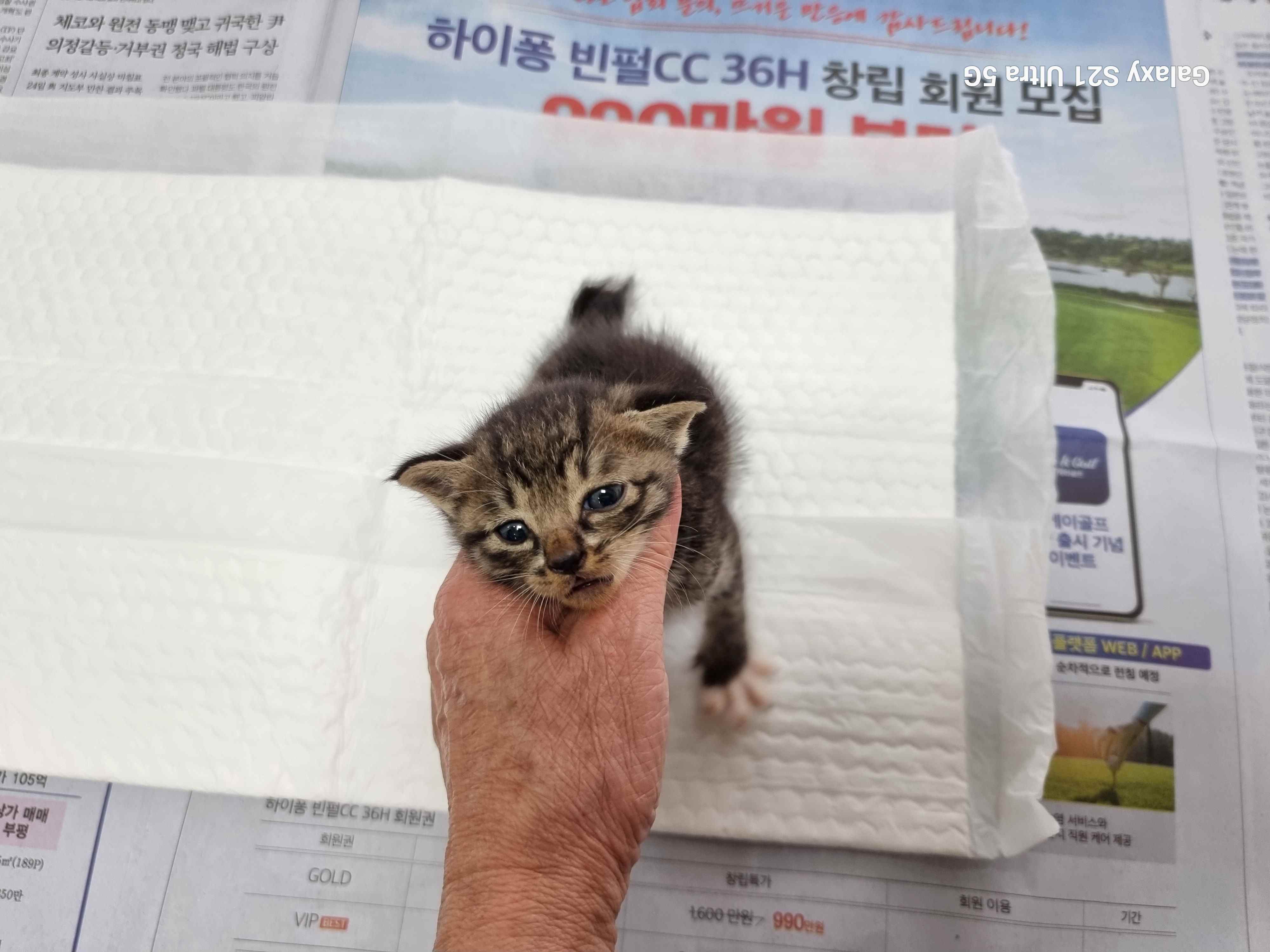 한국 고양이 이미지 파일 입니다.