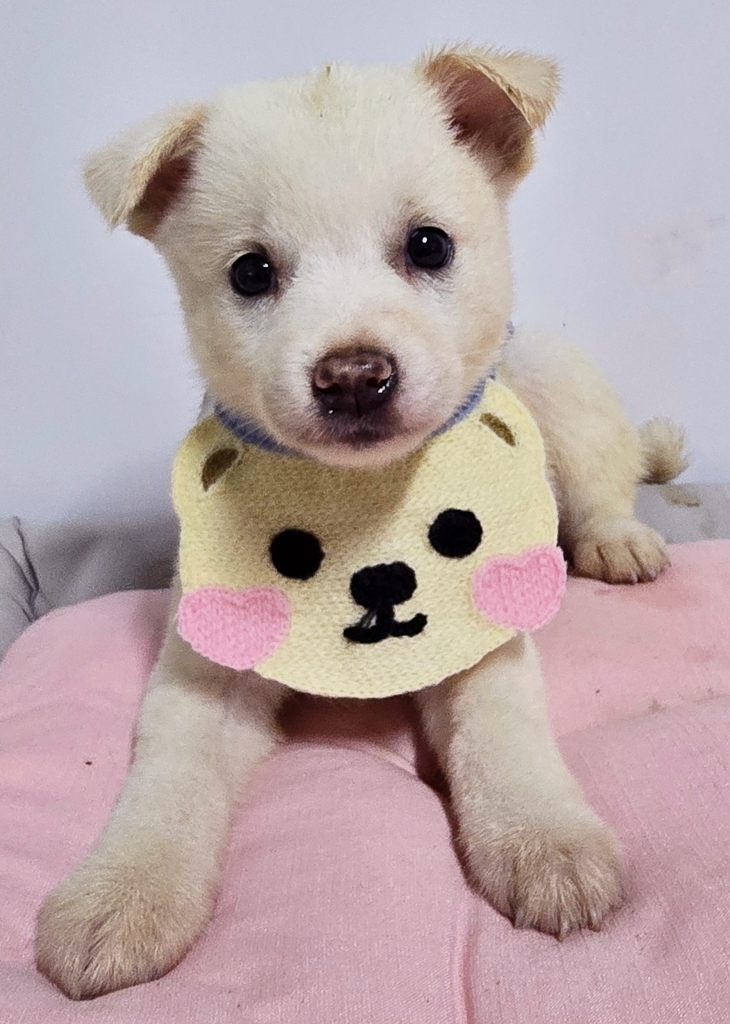 믹스견 이미지 파일 입니다.