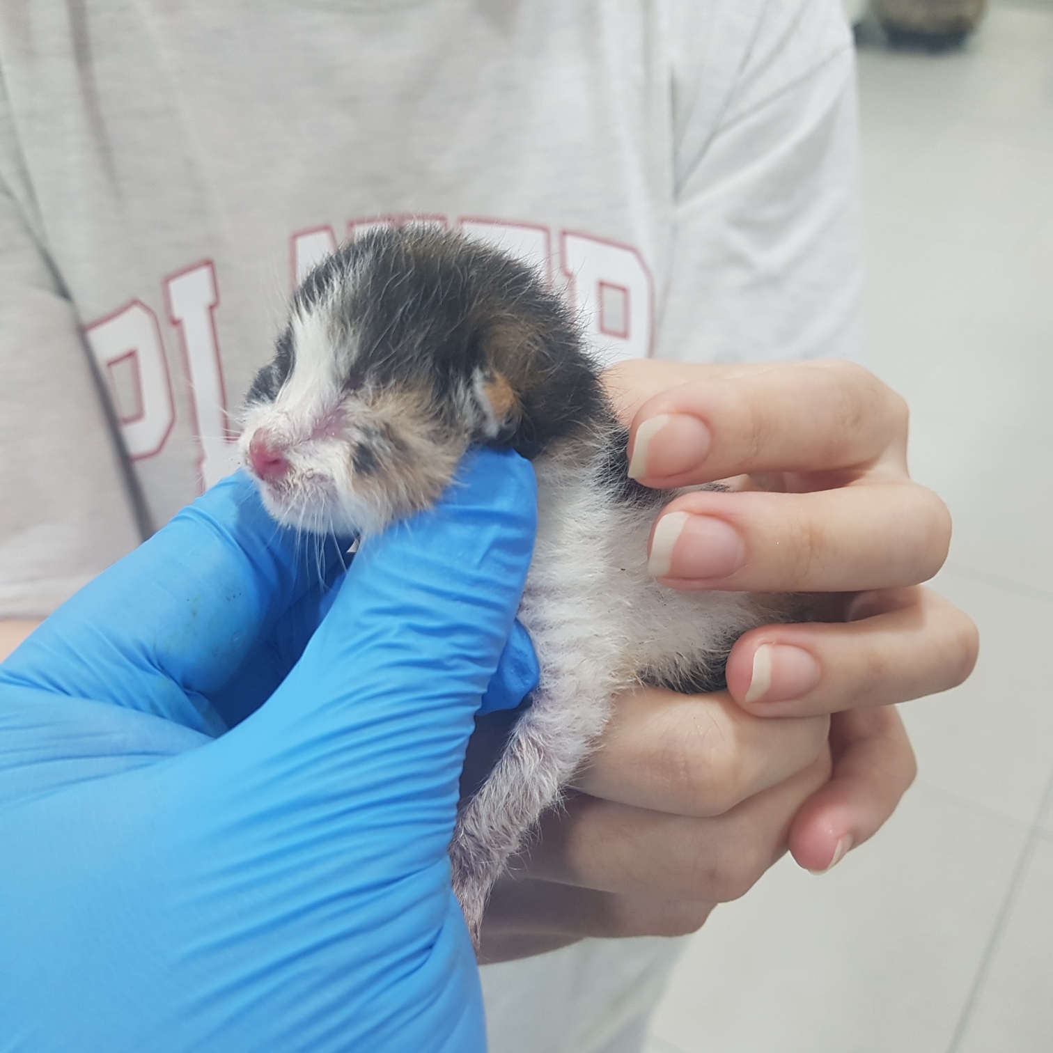 한국 고양이 이미지 파일 입니다.