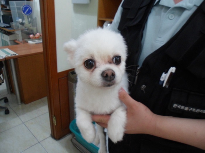포메라니안 이미지 파일 입니다.